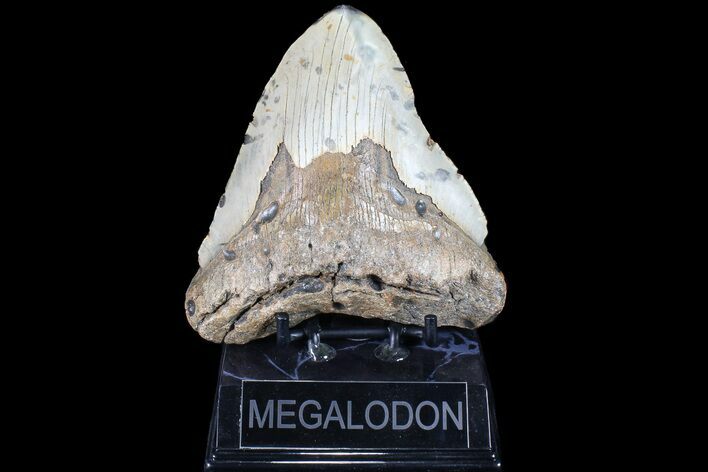 Bargain, Megalodon Tooth - North Carolina #83978